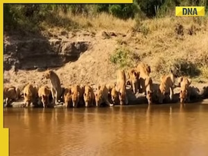 Once-in-a lifetime-sighting! 20 lions squeezing onto a river bank to