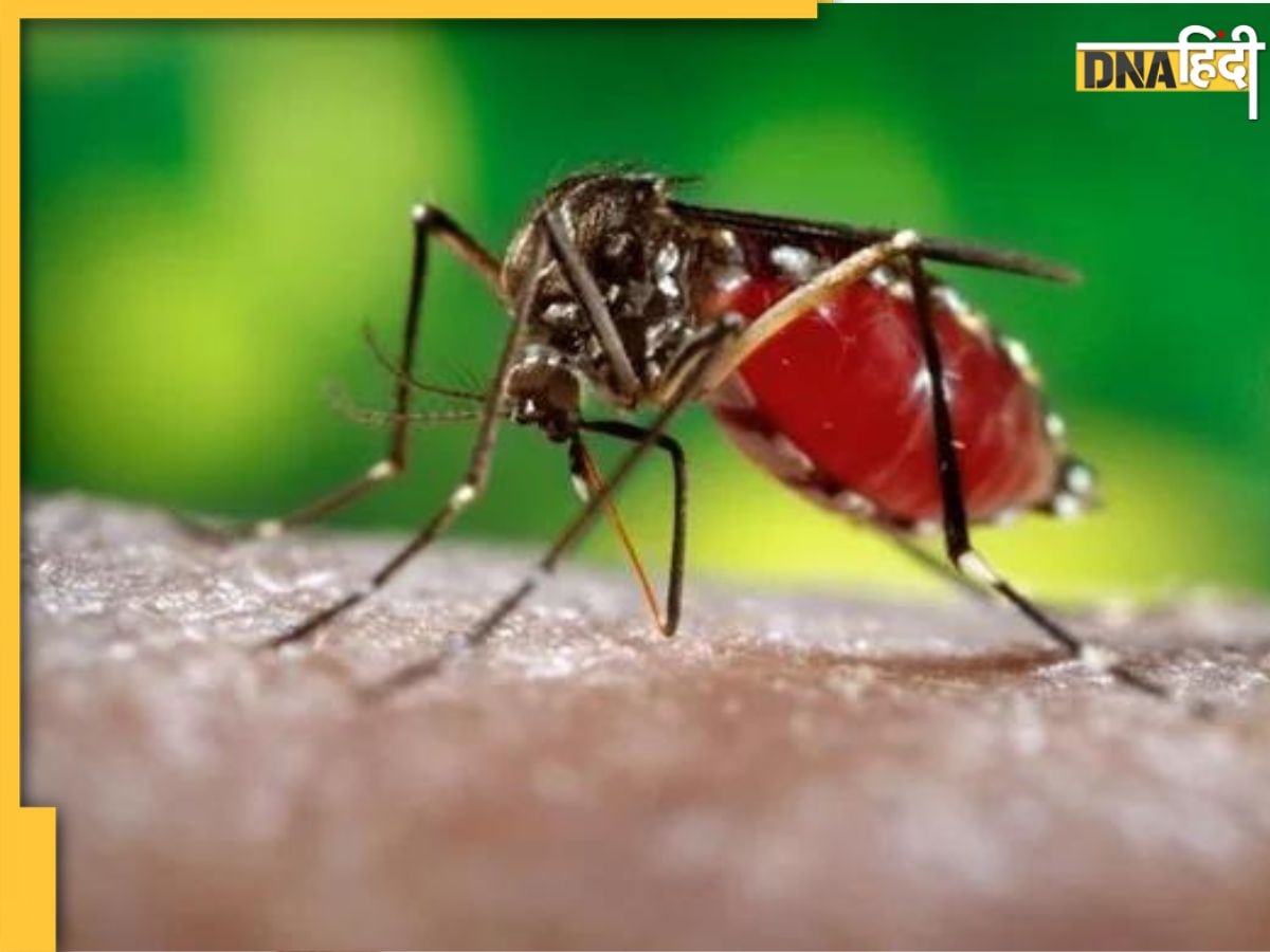 Dengue Fever Alert: डेंगू-मलेरिया का शुरू हुआ खतरा, आज से डाइट में शामिल करें ये फूड्स, प्लेटलेट्स की नहीं होगी कमी