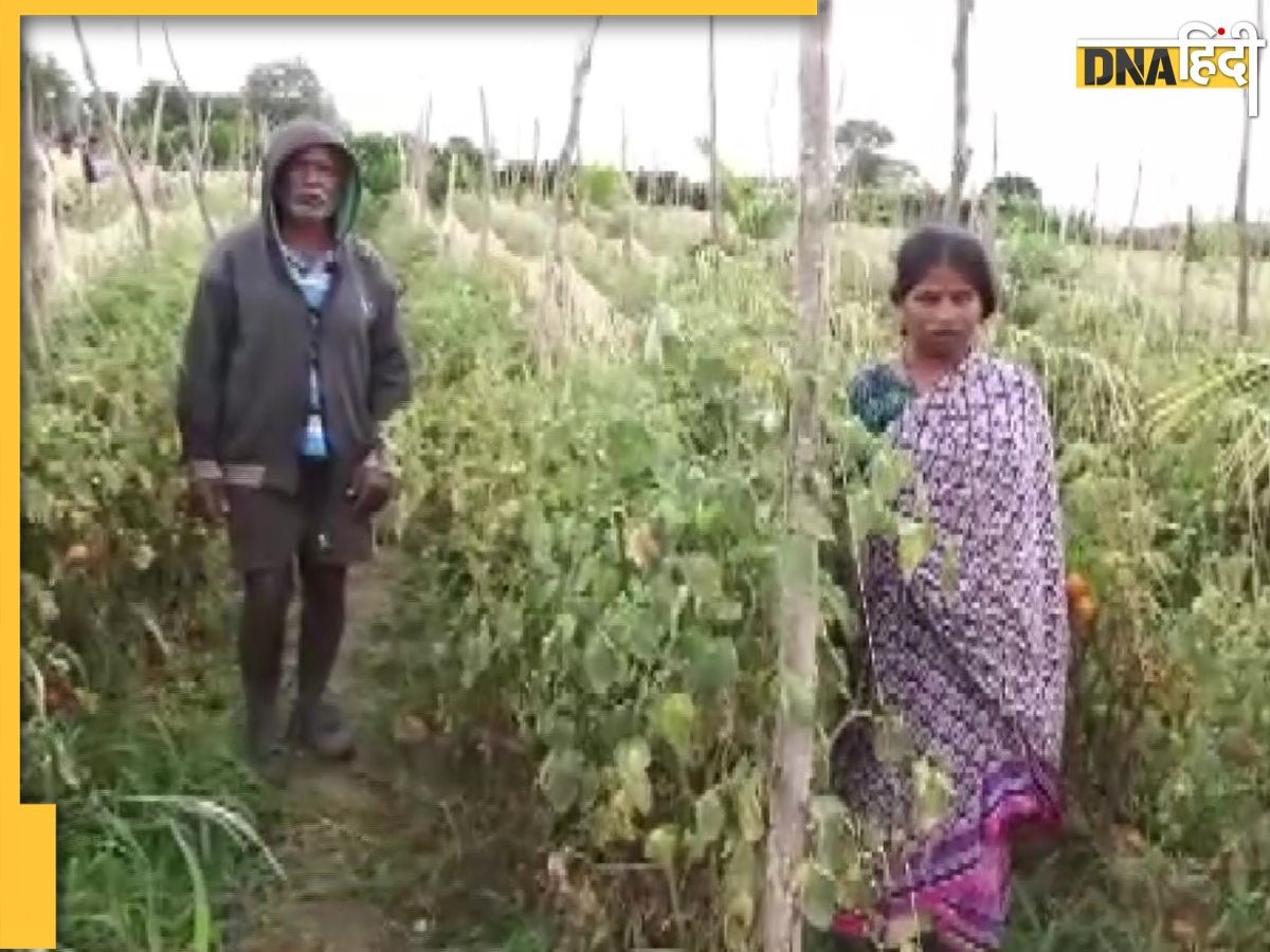 Tomato Price: महंगाई पड़ रही भारी, गरीब किसान के खेत से ढाई लाख के टमाटरों की हो गई चोरी