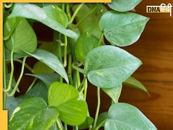 Vastu Tips: घर में मां लक्ष्मी के आगमन के लिए वास्तु अनुसार लगाएं ये पौधे, दूर हो जाएगी आर्थिक तंगी, नोटों से भरा रहेगा पर्स