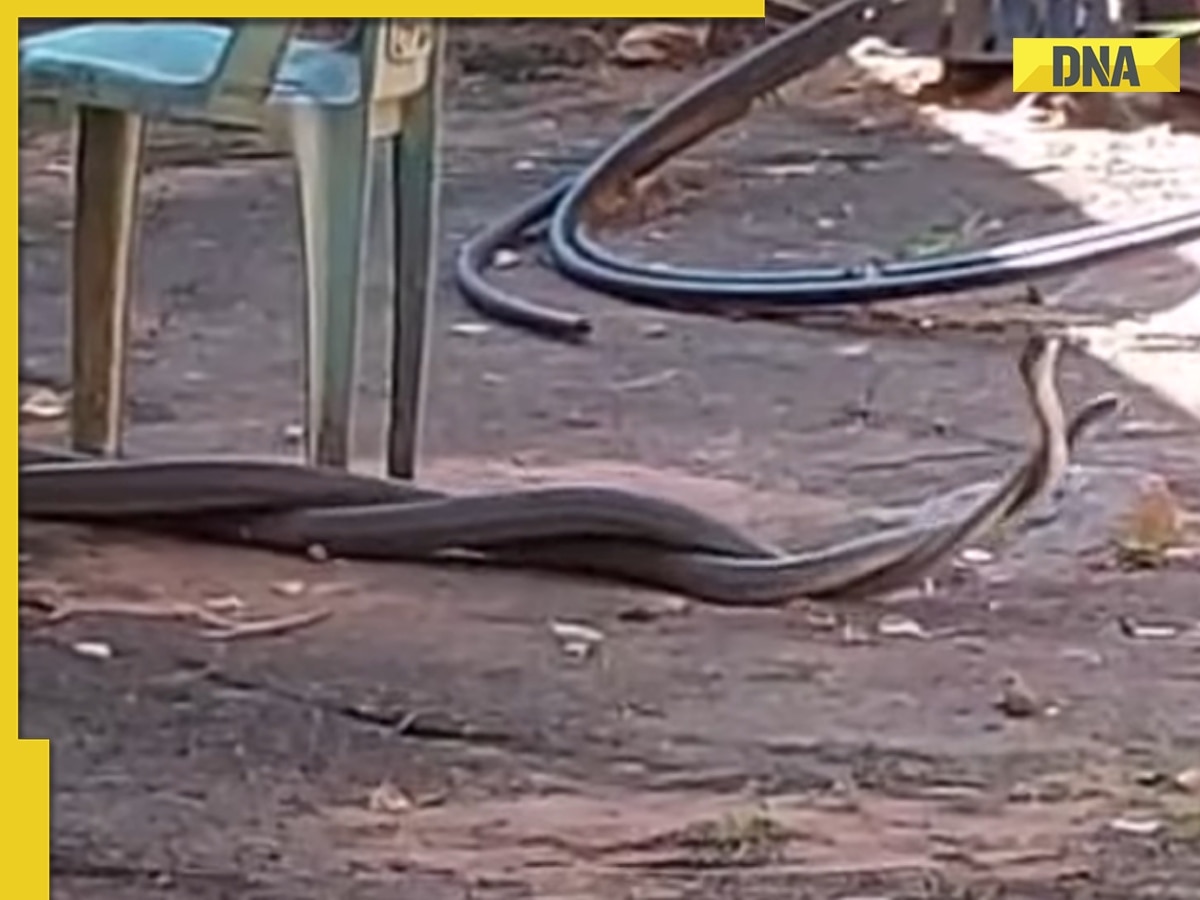 Epic snake fight goes viral: Black mambas battle for dominance, watch