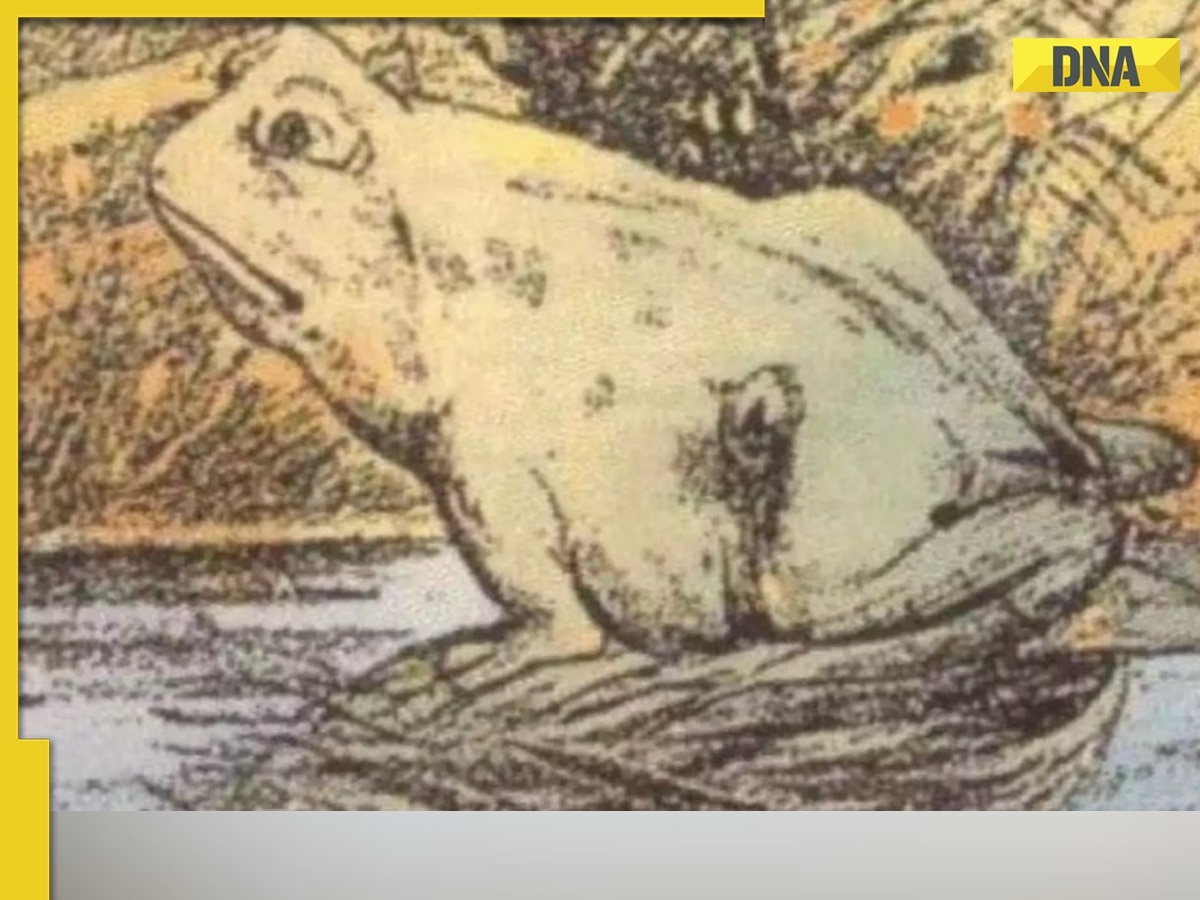 Optical illusion: Frog or horse? Decode your personality at first glance