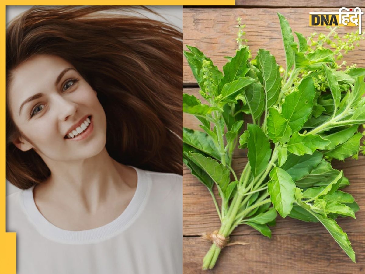 Hair Care Tips: बालों के लिए बहुत ही फायदेमंद हैं तुलसी के पत्ते, डैंड्रफ-खुजली और सफेद बालो�ं से छुटकारा पाने के लिए ऐसे करें इस्तेमाल