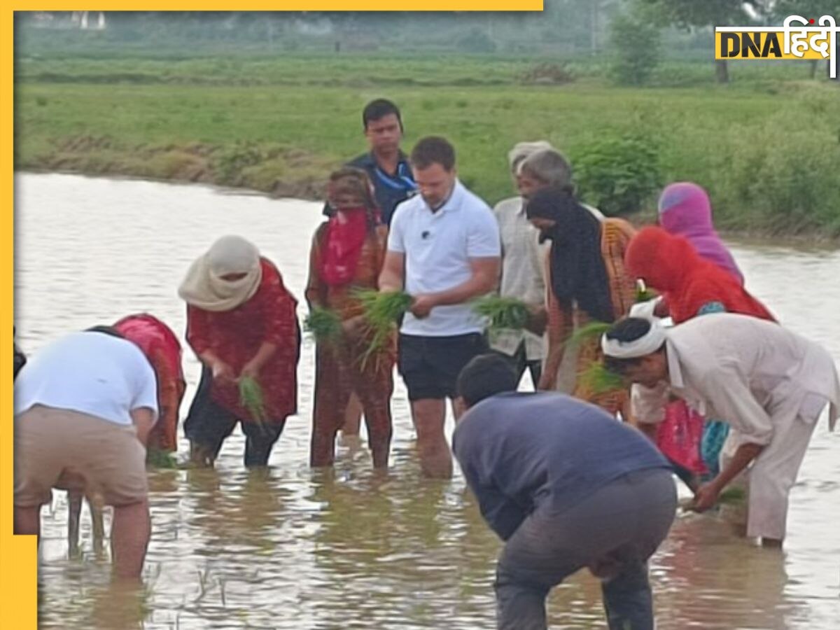 Viral: खेतों में धान रोपने पहुंचे राहुल गांधी, जानिए सांसदी छिनने के बाद क्या-क्या काम किए