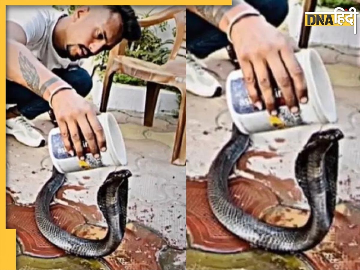 फन उठाए King Cobra को नहलाने लगा शख्स, देखें हैरान कर देने वाला Video