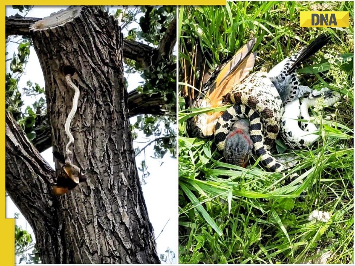 Viral video: Mama bird engages in life-and-death battle with snake to protect her babies, watch