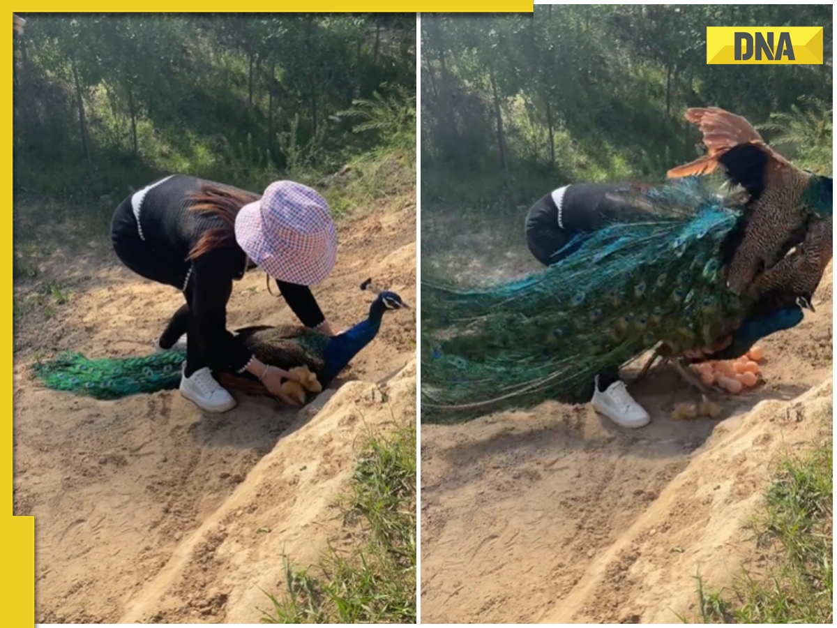 Woman s Attempt To Steal Peacock s Eggs Ends With Lesson From Father woman-s-attempt-to-steal-peacock-s-eggs-ends-with-lesson-from-father