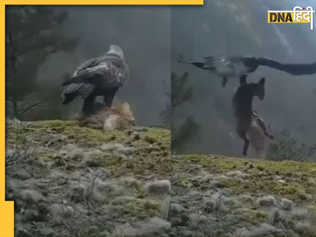 Eagle Hunted Fox Video: पलक झपकते ही लोमड़ी को ले उड़ा बाज, डरा देगा शिकार का ये वायरल वीडियो