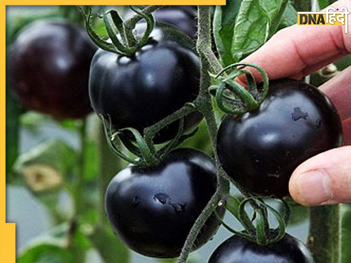 Black Tomatoes Diabetes:डायबिटीज के लिए जड़ी-बूटी से कम नहीं है काला टमाटर, खाते ही ब्लड शुगर से लेकर बीपी तक हो जाता है कंट्रोल