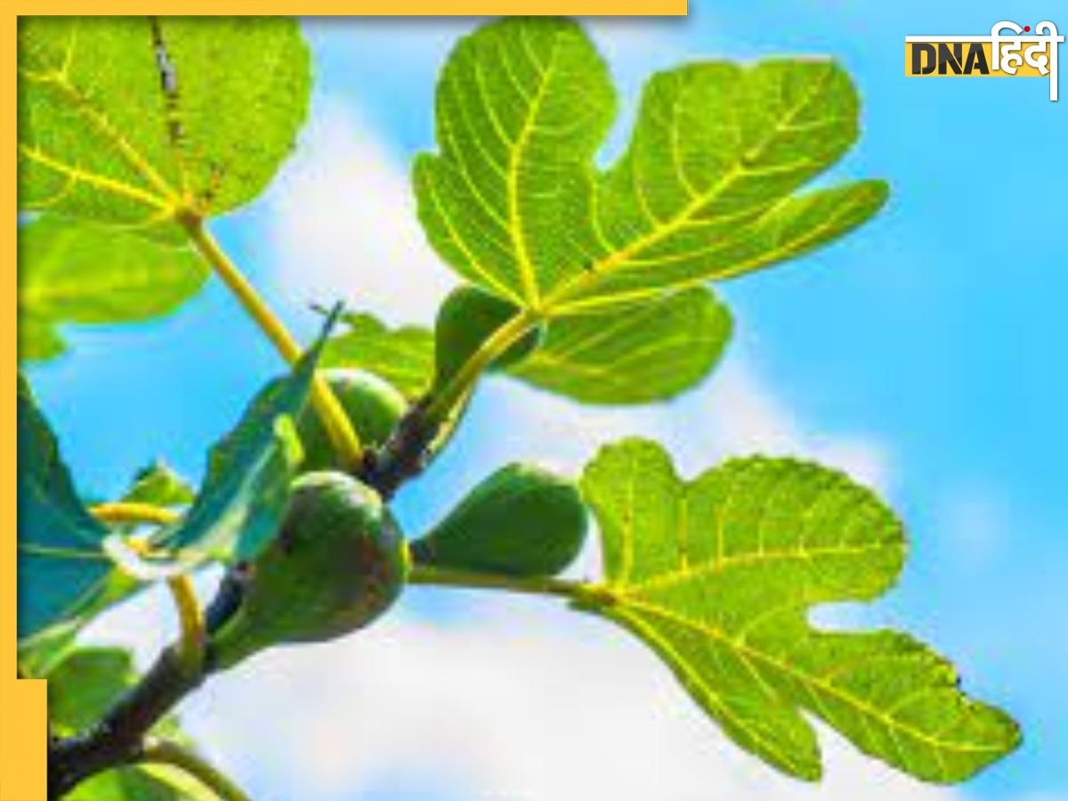 Fig Leaves Reduce Diabetes: इंसुलिन का काम करते हैं इस फल के पत्ते, ब्लड शुगर को कंट्रोल करने के अल�ावा मिलते हैं ये 3 फायदे