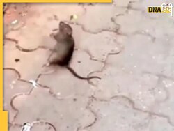 आरती के समय ताली बजाने लगता है ये चूहा, वीडियो देख नहीं होगा यकीन 