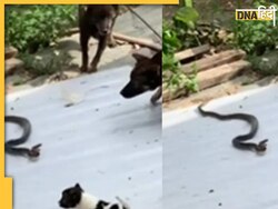 सांप से भिड़े तीन कुत्तों ने कर दिया ऐसा हाल, देखें हैरान कर देने वाला Video 