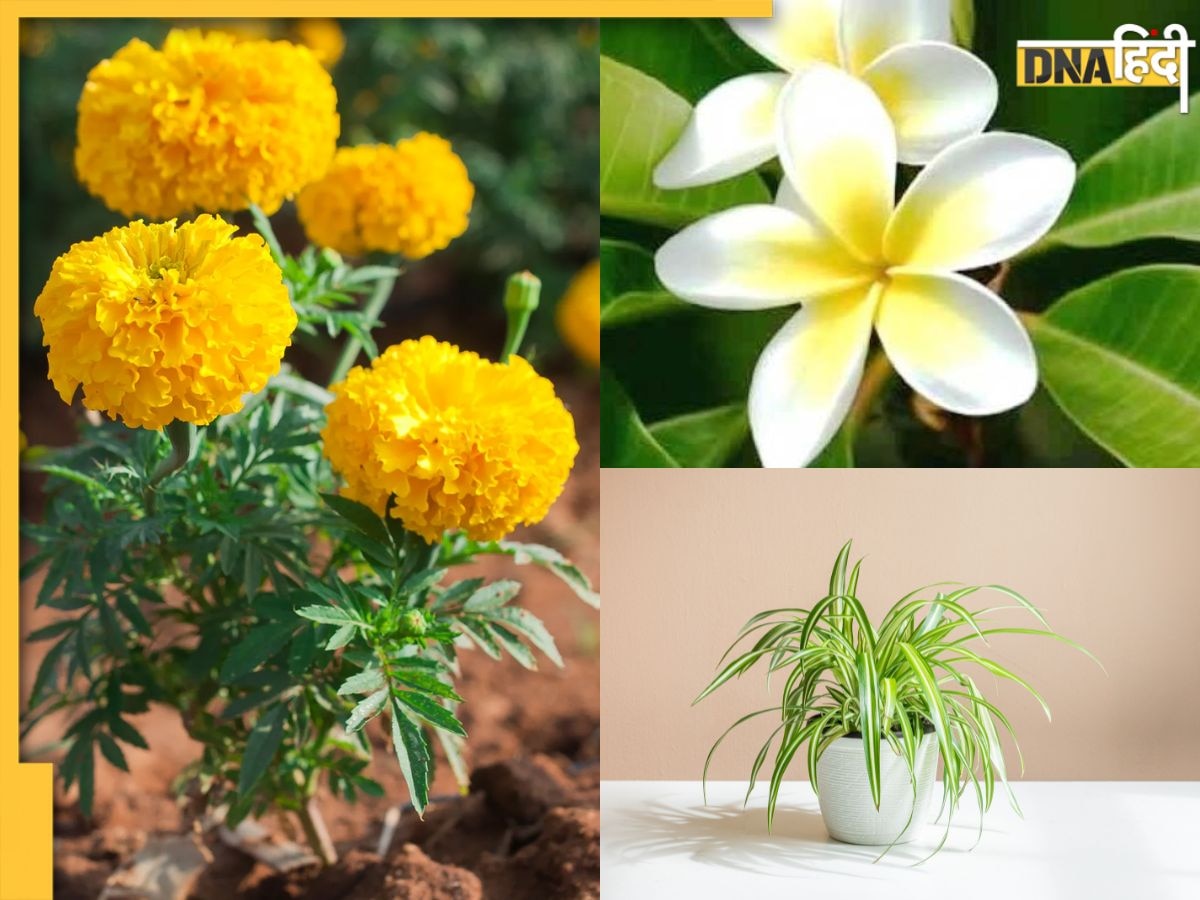 Gardening Tips: घर में लगाएं मानसून में खिलने वाले ये 5 पौधे, रंग-बिरंगे फूल देखकर खिल उठेगा आपका मन