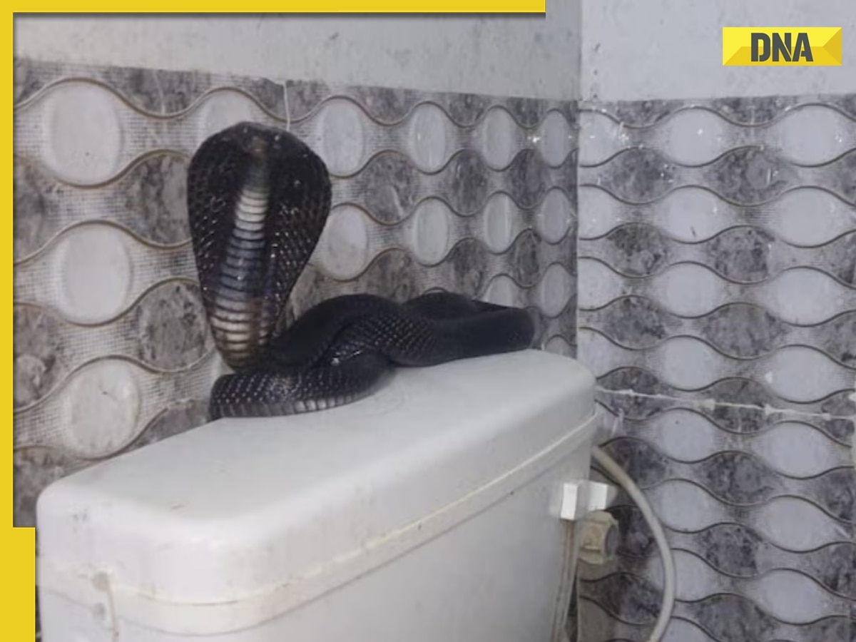 Rajasthan Man Goes to Bathroom to Freshen Up, Spots 8-Feet-Long Cobra Snake  on Toilet Seat