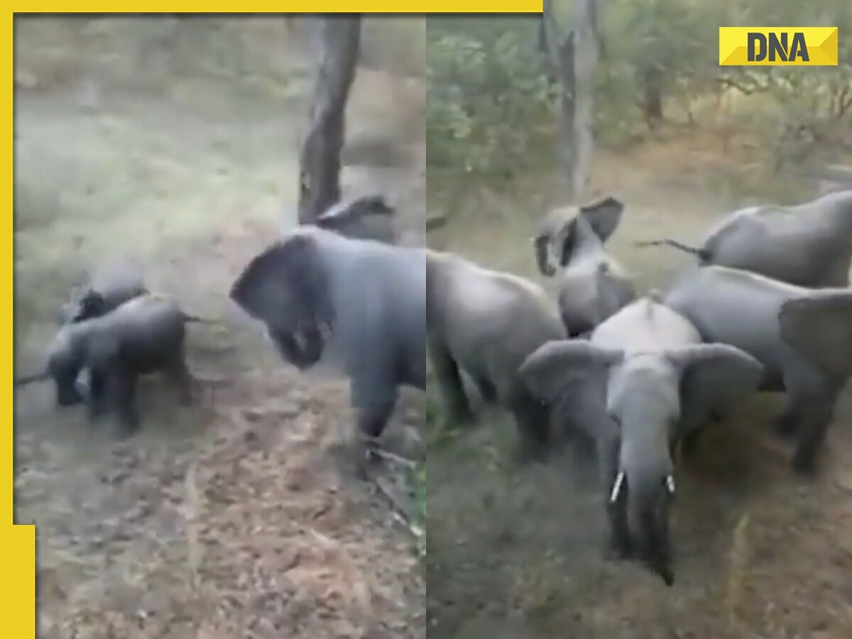 Protective elephant herd forms circle to shield young ones from predators, video is viral