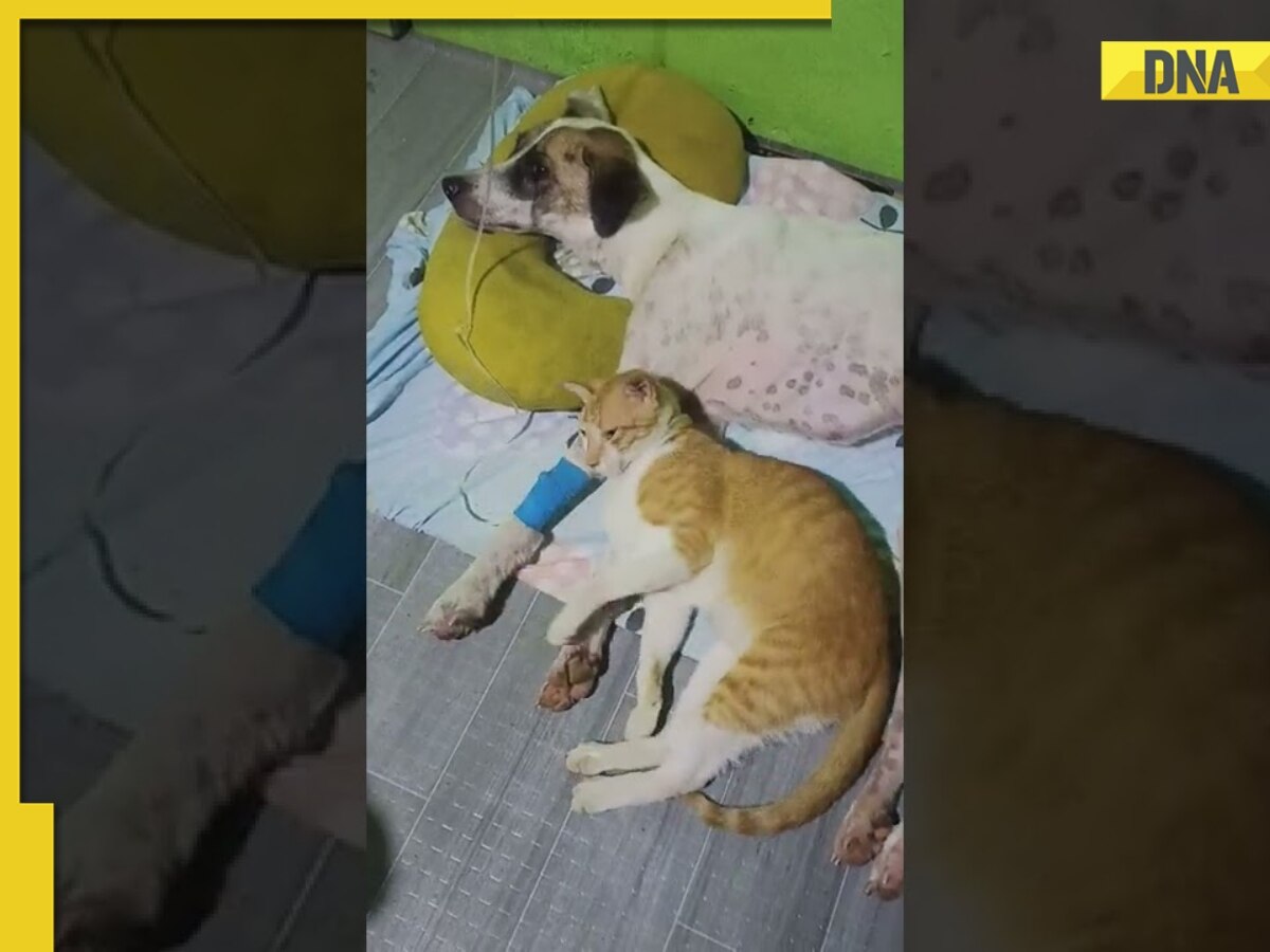 Viral video: Cat stays by ailing dog's side, touches hearts online