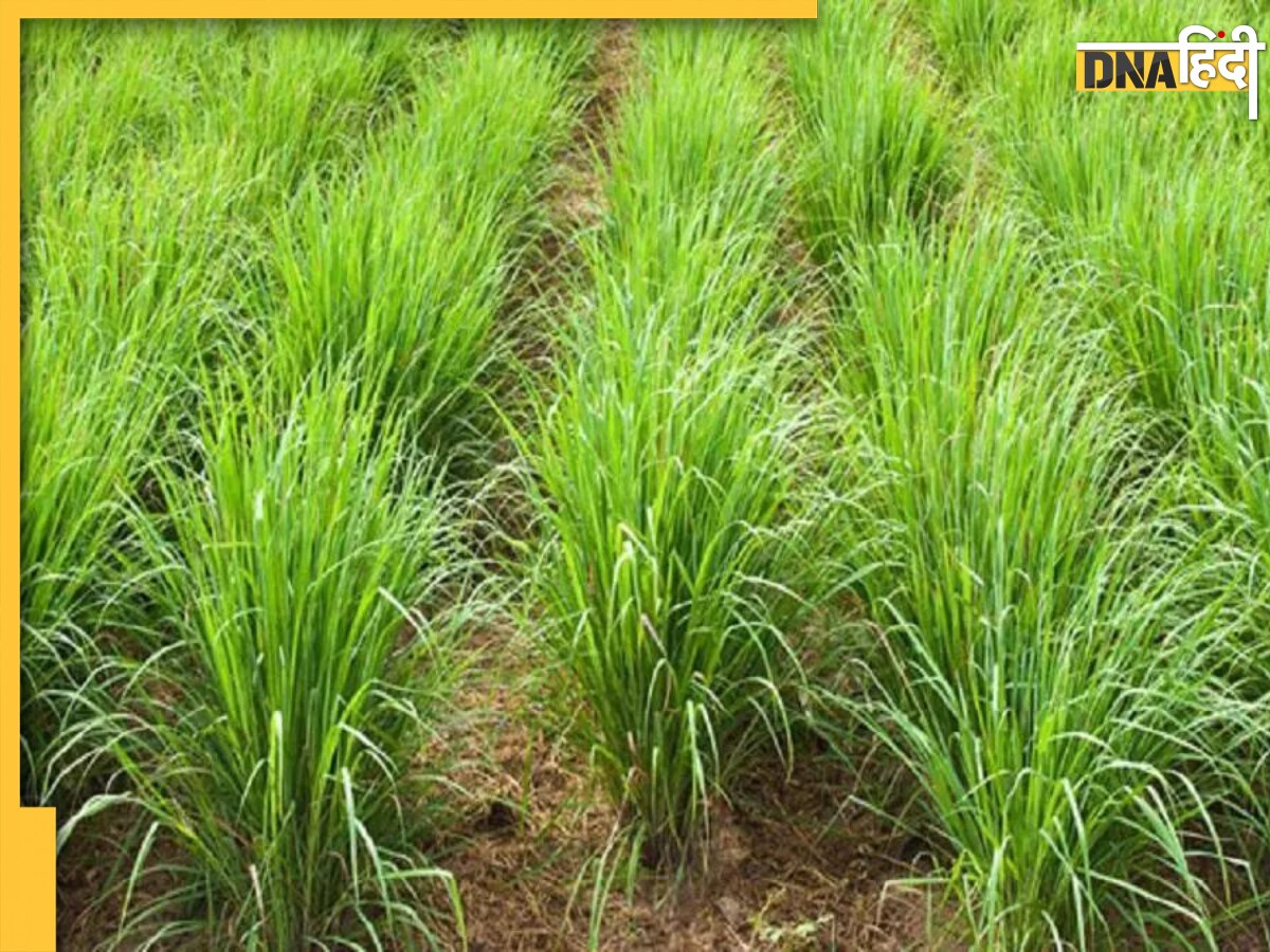 Lemon Grass Farming: इस घास की करें खेती, बैंक अकाउंट में आएगा खूब पैसा हो जाएंगे मालामाल