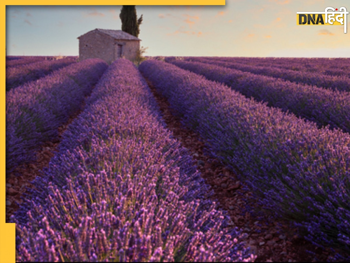 कैस��े शुरू करें ये कूल Lavender Farming, देश से लेकर विदेश तक में हैं डिमांड