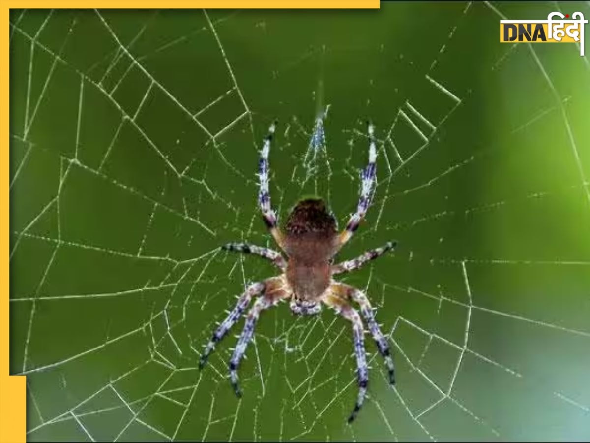 How To Get Rid of Spiders: घर में बढ़ गई हैं मकड़ियां और हर जगह दिखता है जाला? इन आसान उपायों से मिलेगा छुटकारा 