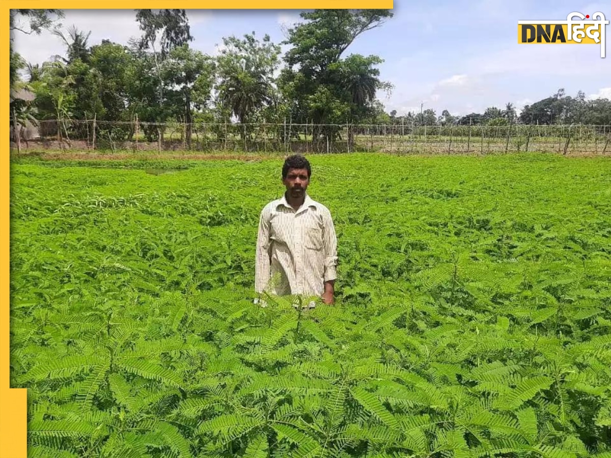 ढैंचा की खेती आपकी फसलों के उत्पादन क्षमता में ला देगी डेढ़ गुना बढ़ोतरी, जानें कैसे