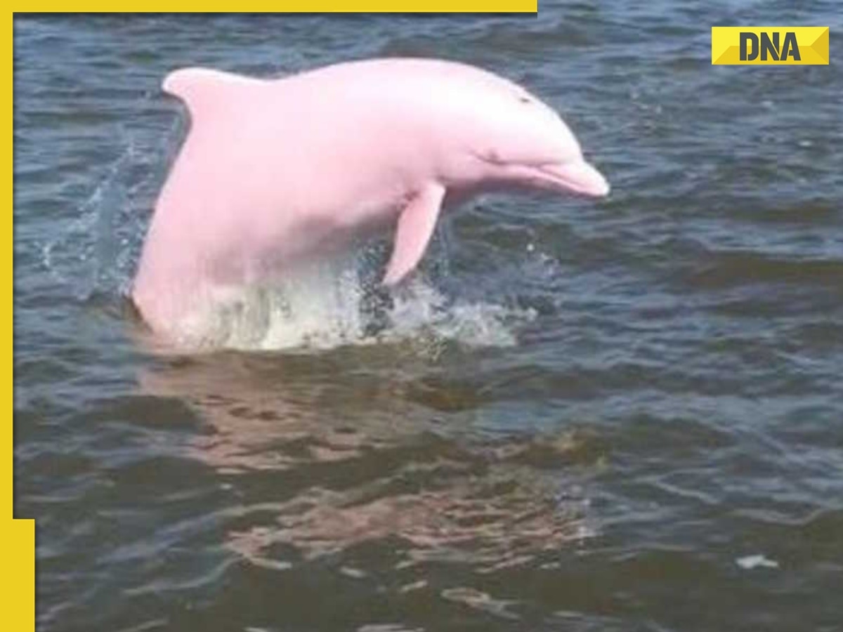 Rare pink dolphin spotted in Louisiana waters, viral video amazes internet