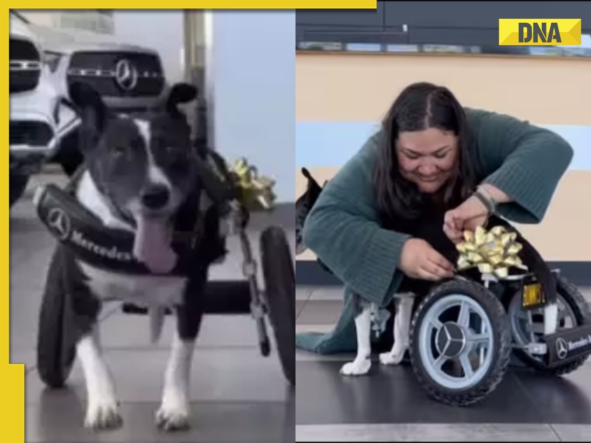 Speciallyabled dog receives custom wheelchair from MercedesBenz(02)