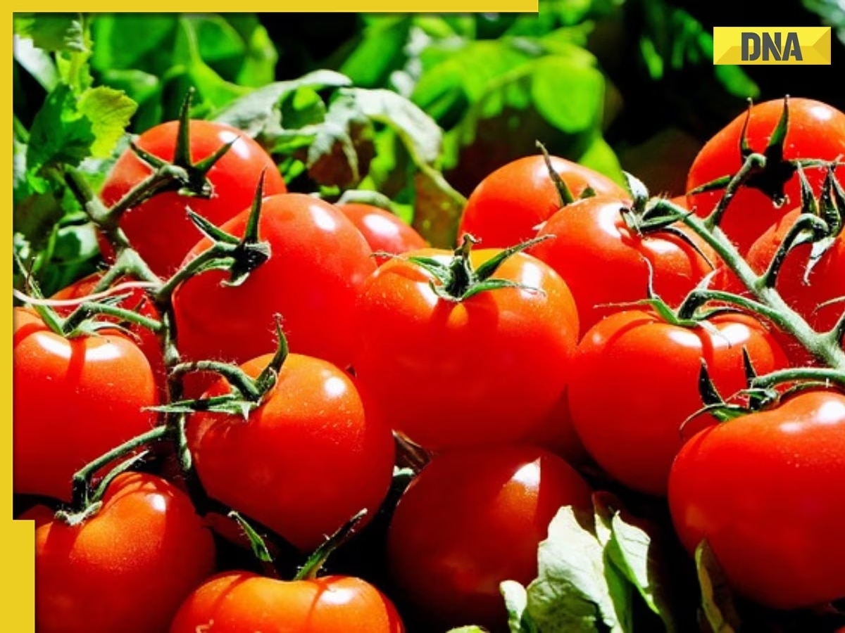 Subsidised tomatoes at Rs 70 per kg now available online through ONDC, know how to order