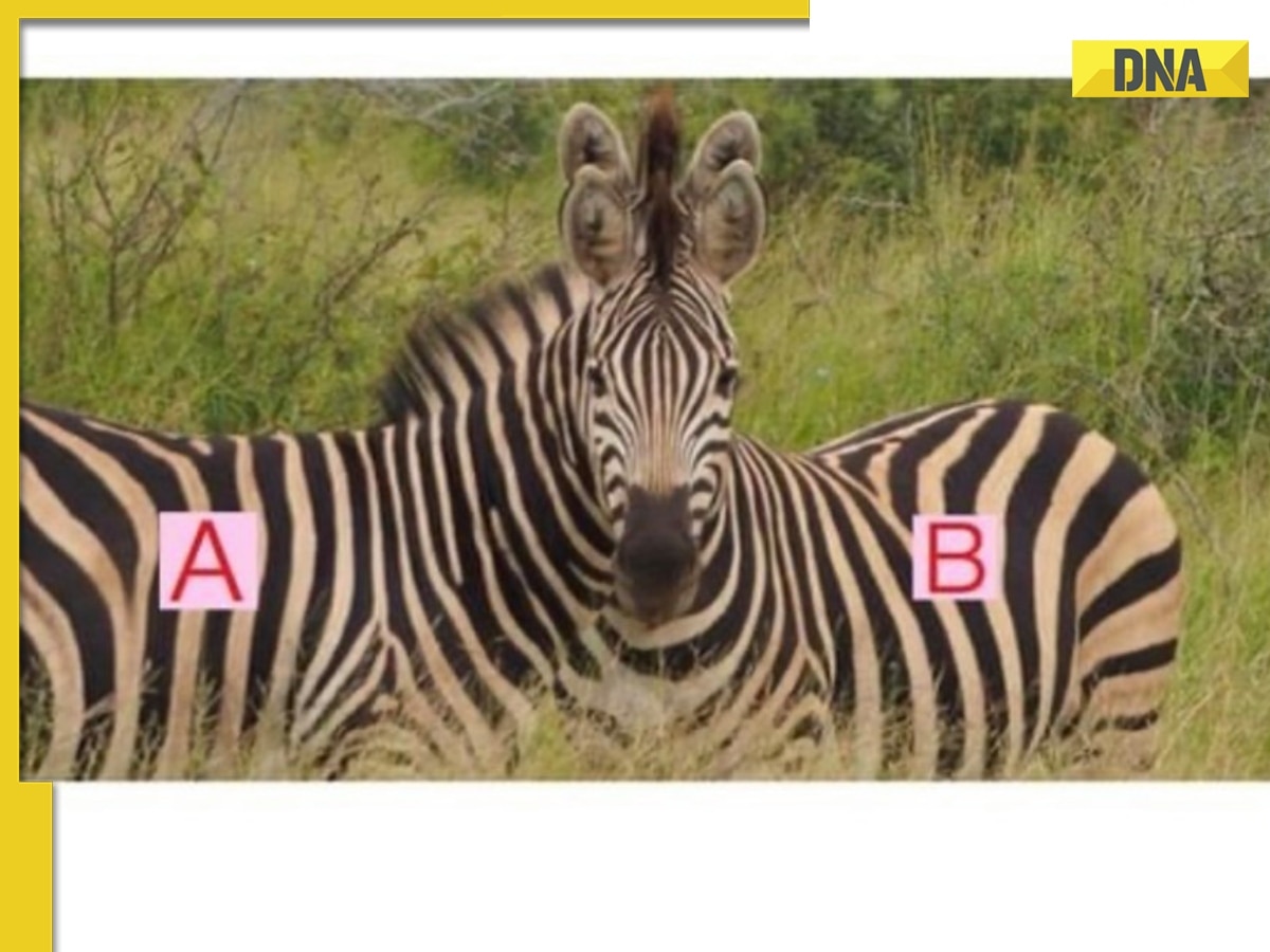 Optical illusion: To which zebra does the head belong?