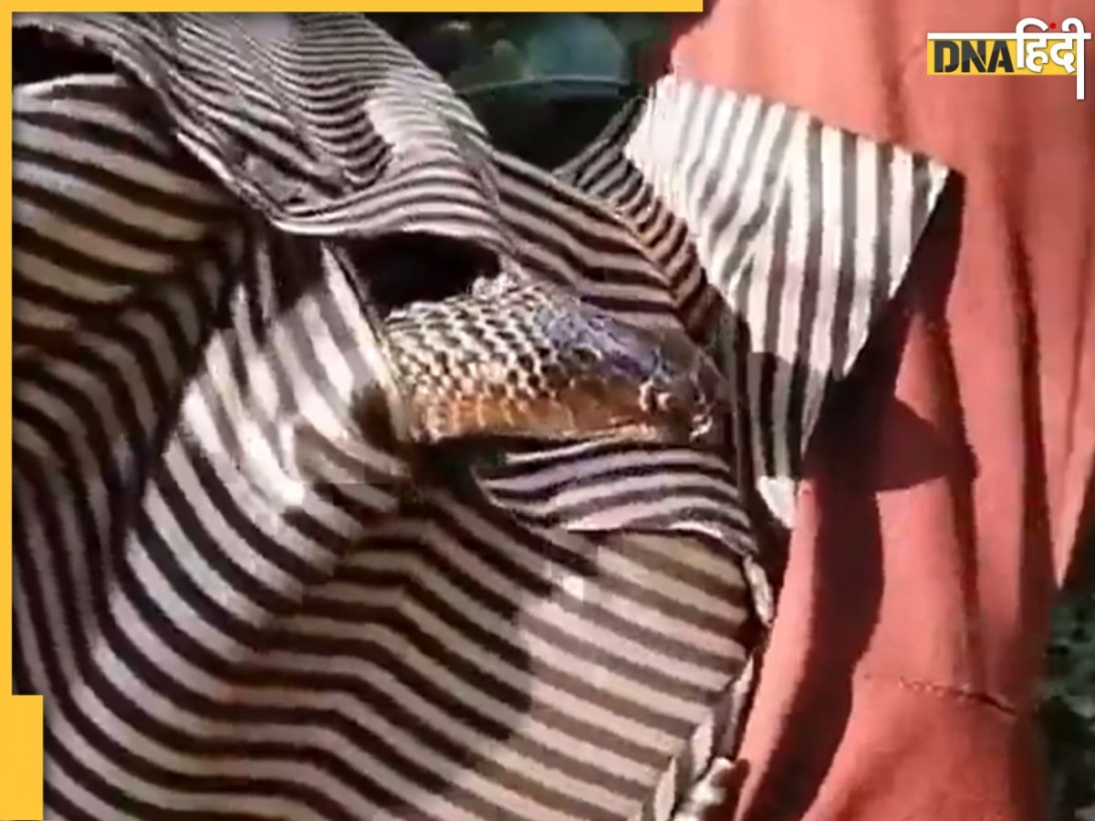 Viral Snake Video: पेड़ के नीचे सो रहे आदमी की शर्ट में घुसा किंग कोबरा, देखकर दहल जाएंगे आप