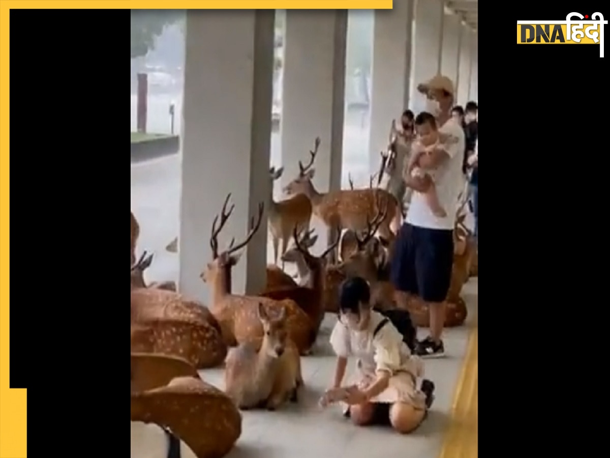 Japan rain deer video: कुदरत ने इंसान और जानवरों को जोड़ा, देखें दिल छू लेने वाला ये वायरल वीडियो