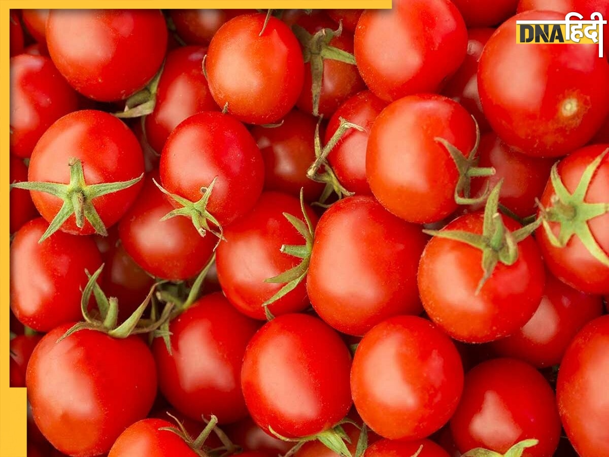 Tomato Price: 2 रुपये किलो भी क्यों नहीं बिक पा रहा टमाटर, जानें आखिर क्यों गिरे दाम