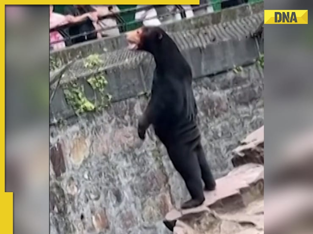 Video: Chinese zoo's 'human-like' bear goes viral, stirs online debate