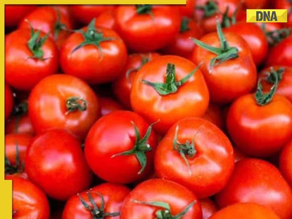 Tomato price hike again: Mother Dairy stores selling at Rs 259 per