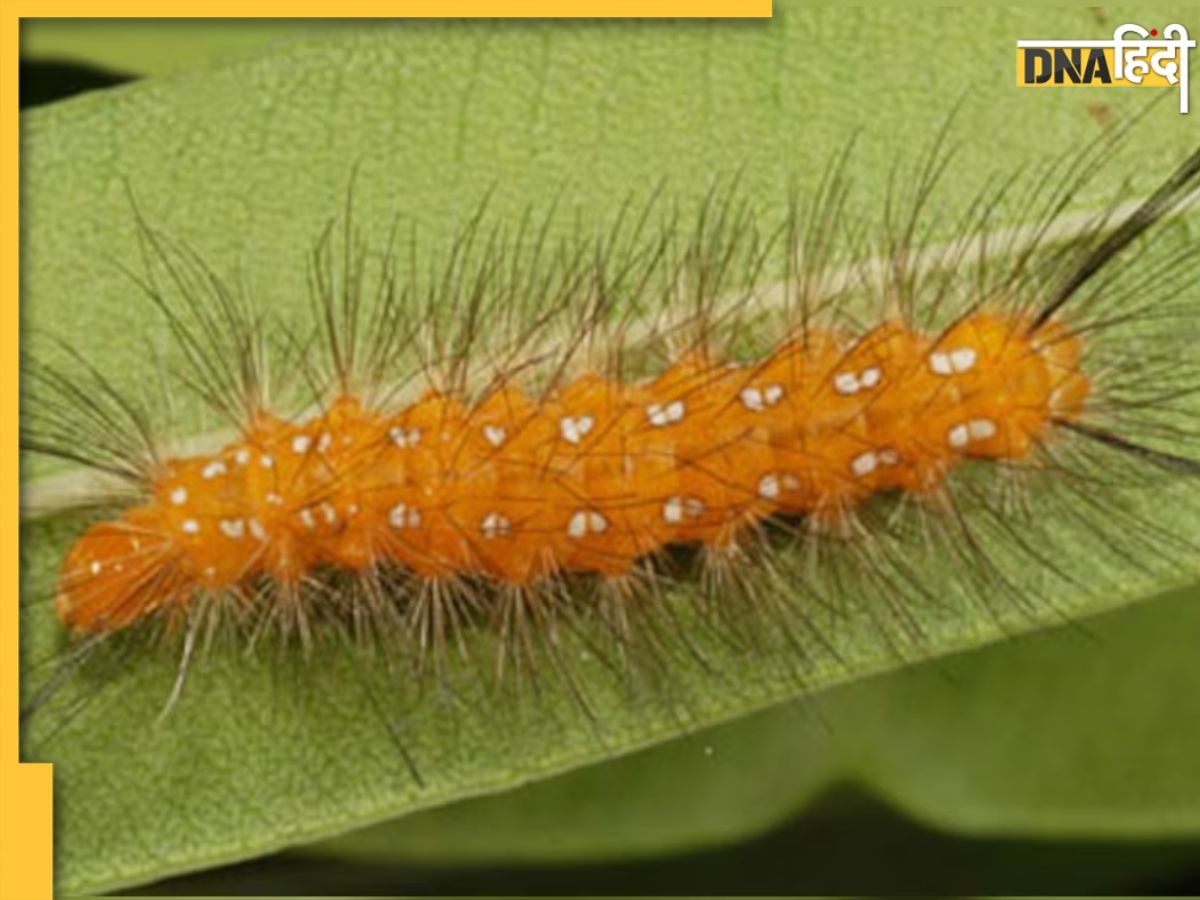 Hairy Caterpillar Bite Home Remedy: शरीर पर चिपक कर रैशेज और एक्जिमा ...