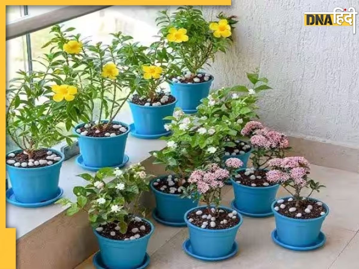 Gardening Tips: बालकनी में लगे प्लांट्स को नहीं मिलती धूप? अपनाएं ये सिंपल हैक्स, नहीं सूखेंगे पौधे  