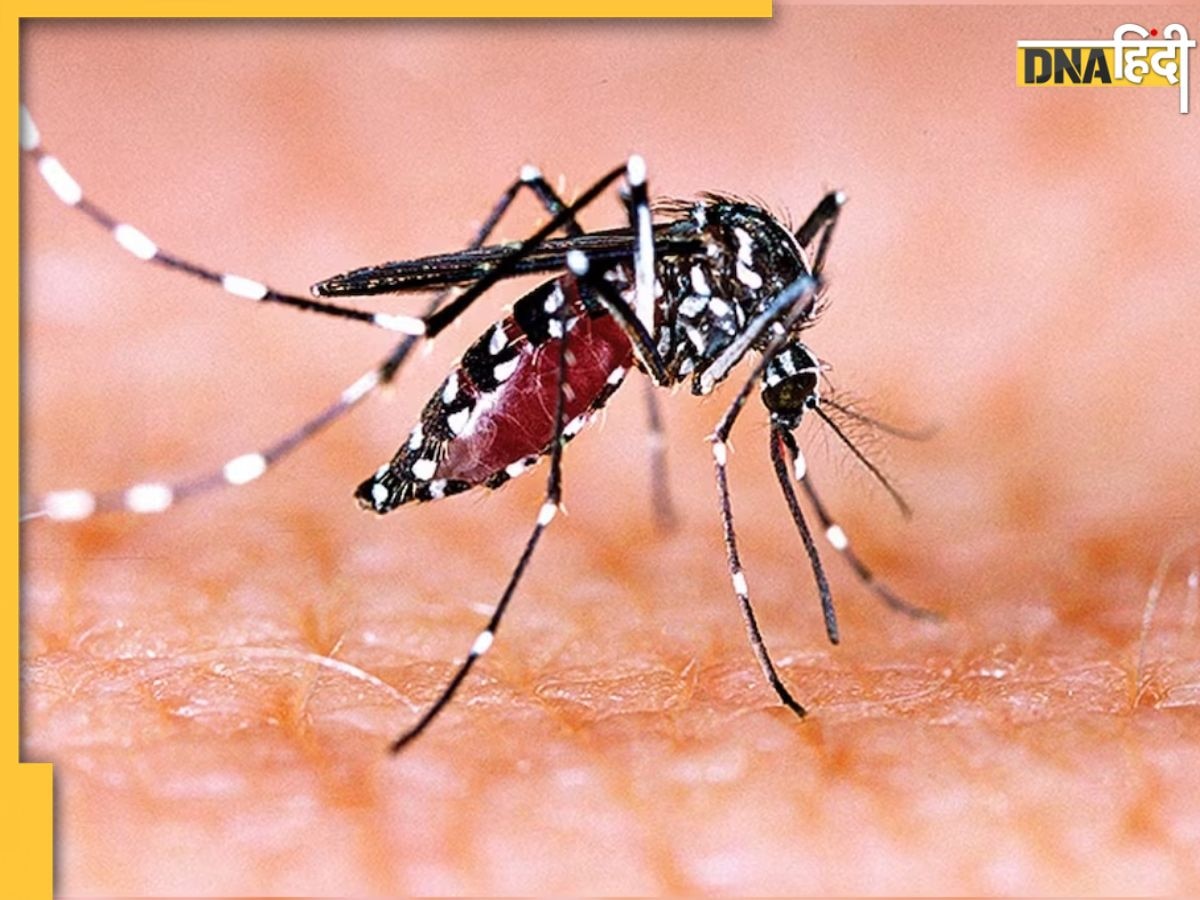 Dengue Test And Treatment: डेंगू बुखार हैं या नहीं, पता लगाने के लिए करवाने होते हैं ये खास टेस्ट