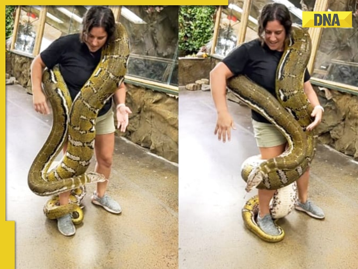 Viral Video: Woman Fearlessly Faces Enormous Reticulated Python ...