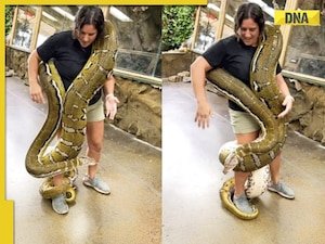 Viral video: Woman fearlessly faces enormous reticulated python ...
