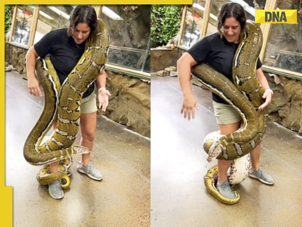 Viral video: Woman fearlessly faces enormous reticulated python ...