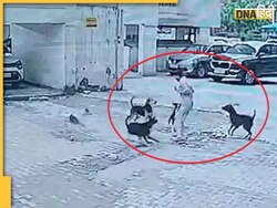 Viral Dog Attack Video: गाजियाबाद में बच्चे पर कुत्तों के हमले का वीडियो वाय�रल, नोएडा की पॉश सोसाइटी में भी बच्चे को काटा