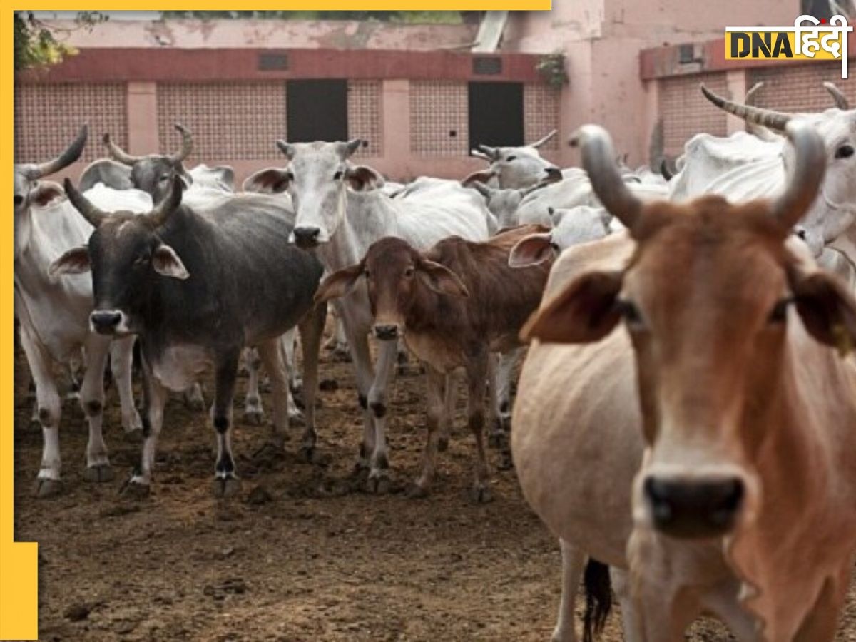 यहां के जानवर भी मनाते हैं वीकेंड, हफ्ते में एक दिन मिलती है छुट्टी