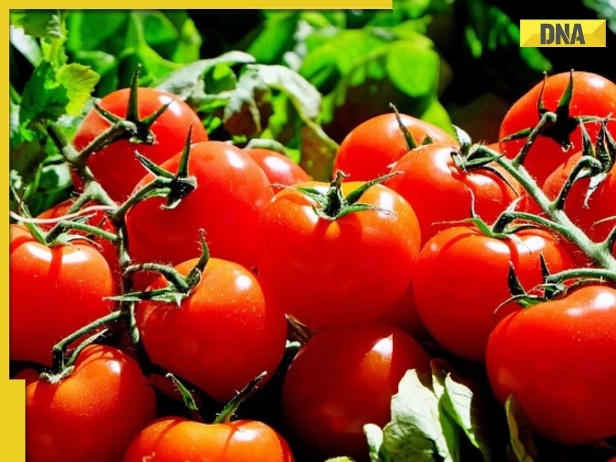 Good news for Delhiites! Tomato prices to come down to Rs 70 per kg in Delhi-NCR