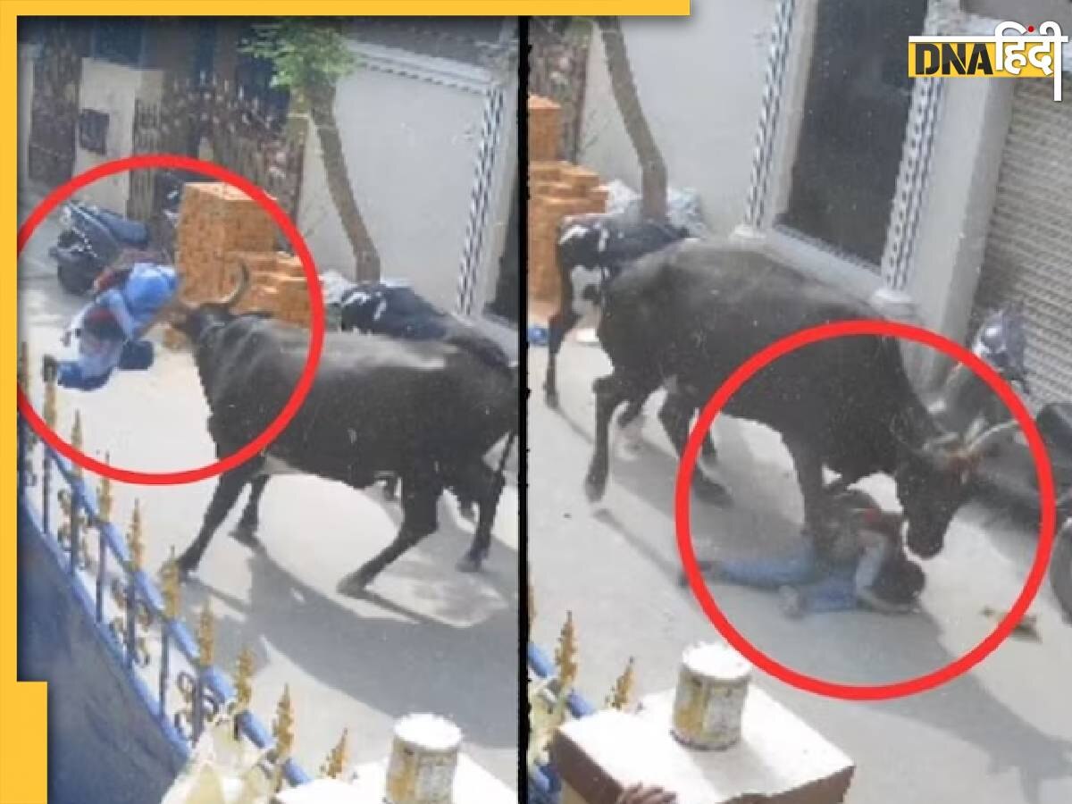 Cow Attack Video: गाय ने स्कूल से लौट रही बच्ची को सींग से उछाला, फिर पटककर पैरों से रौंदा