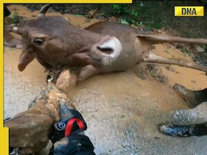 Tears of joy flow as bikers rescue stranded cow from muddy peril in ...