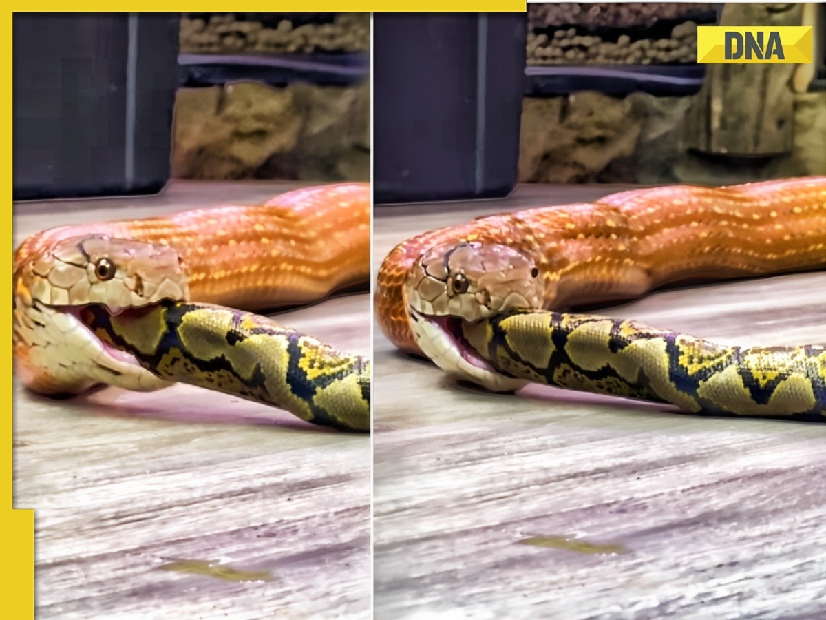 Terrifying viral video: Monstrous python swallows large serpent alive ...
