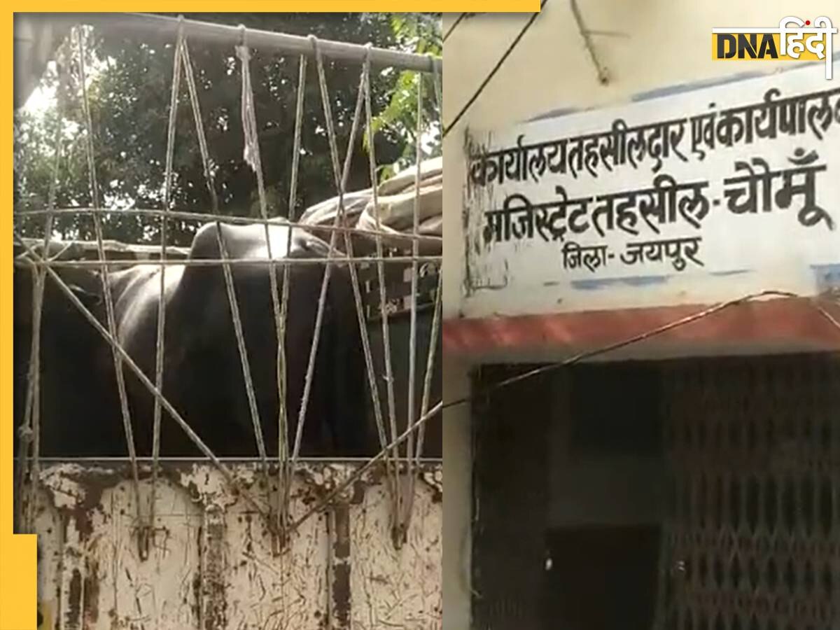 Trending Video: कोर्ट में पहुंची 'मिस टनकपुर', जानिए क्यों पेश की गई अदालत में भैंस