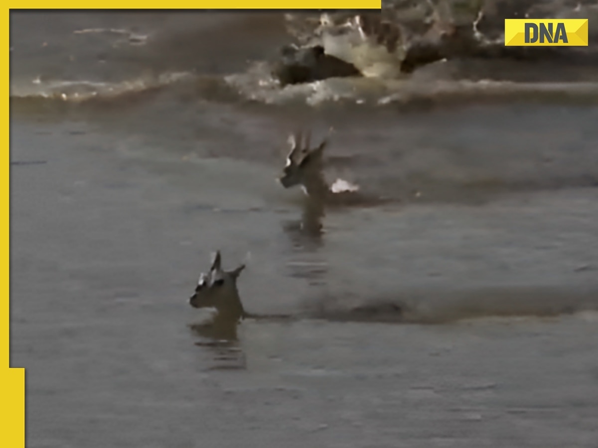 Viral Video: Mother deer's tear-jerking sacrifice to save fawn from  crocodile makes internet emotional