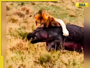Viral video: Ferocious lion hunts down and overpowers enormous hippo, internet is stunned