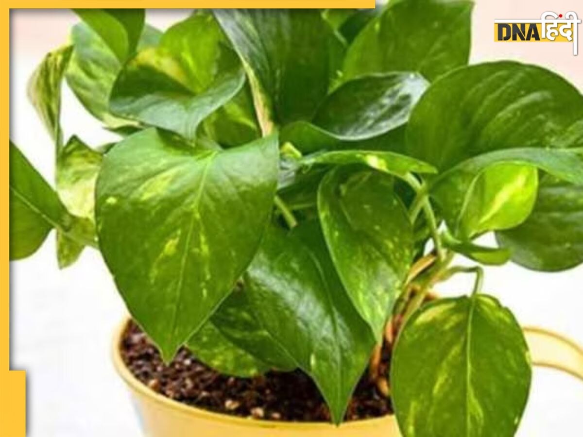 Gardening Tips: मुरझा रहे पौधों में जान फूंक देंगे ये आसान नुस्खे, फिर से खिलने लगेंगे फूल