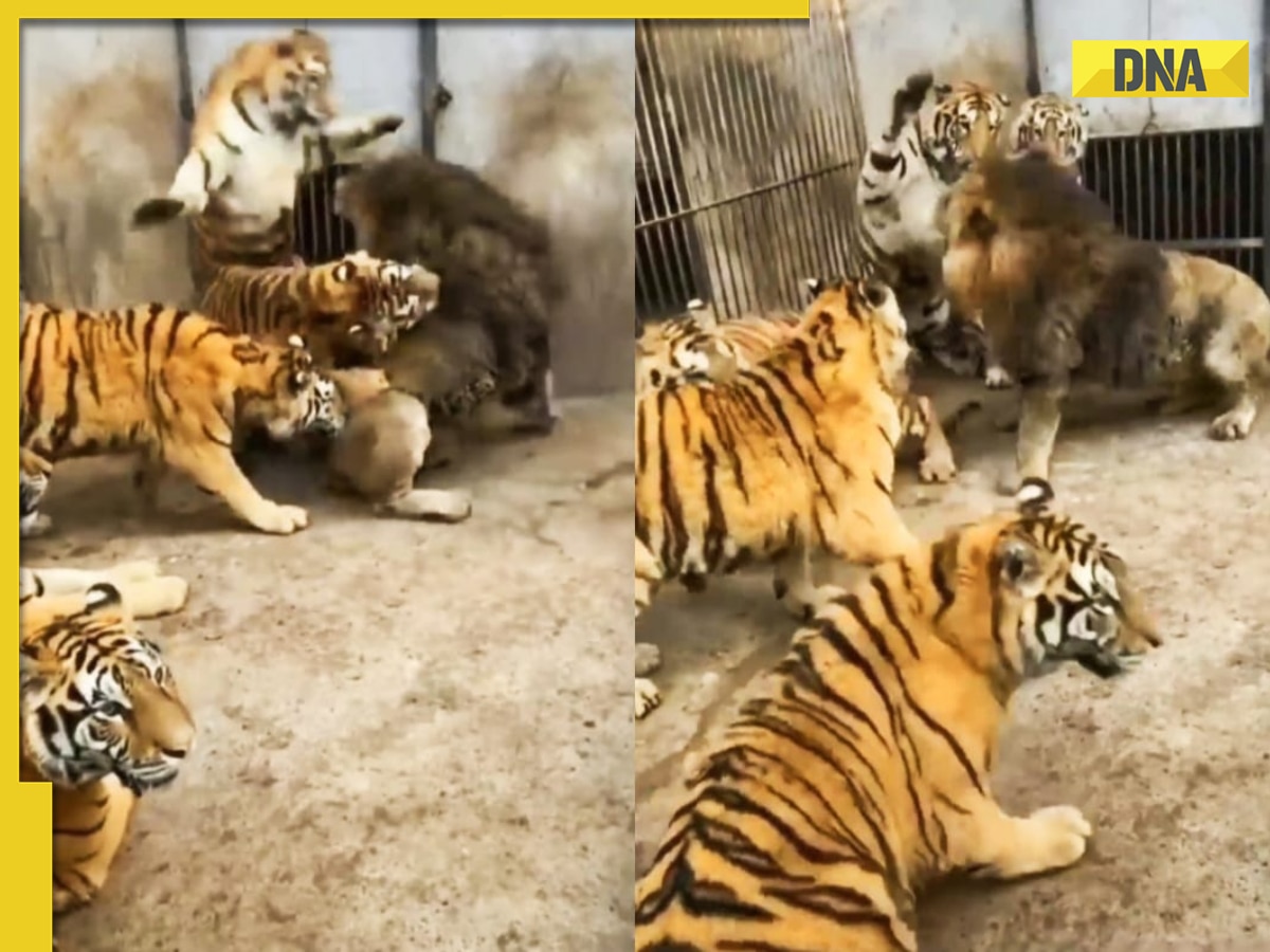 Viral video: Ferocious tigers take on giant lion in terrifying battle of predators, watch who wins